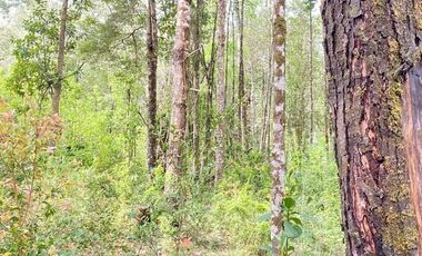 HERMOSA PARCELA A SÓLO 15 MINUTOS DEL CENTRO DE PANGUIPULLI