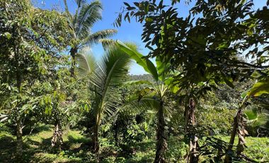 Di jual tanah dengan view gunung dan sawah di ketinggian 600 MDPL