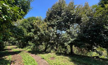 Di jual tanah dengan view gunung dan sawah di ketinggian 600 MDPL