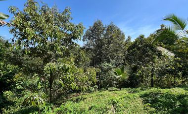 Di jual tanah dengan view gunung dan sawah di ketinggian 600 MDPL