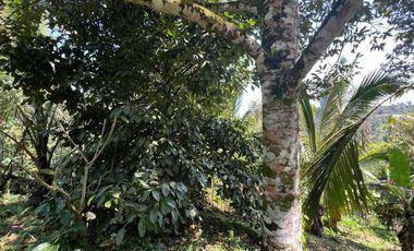 Di jual tanah dengan view gunung dan sawah di ketinggian 600 MDPL