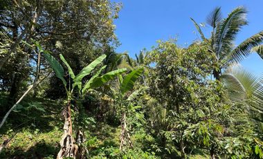 Di jual tanah dengan view gunung dan sawah di ketinggian 600 MDPL