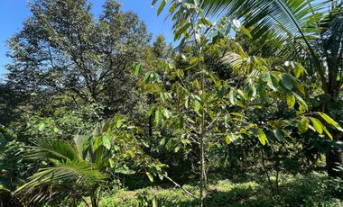 Di jual tanah dengan view gunung dan sawah di ketinggian 600 MDPL
