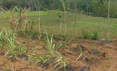 Tanah wagir murah dijual cepat