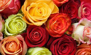 Venta terreno Cochasquí, 60ha para sembrar Flores, Sábila...