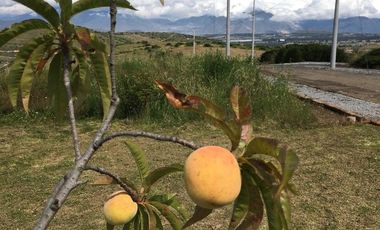 Venta terreno Cochasquí, 60ha para sembrar Flores, Sábila...