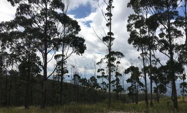 Venta terreno Cochasquí, 60ha para sembrar Flores, Sábila...