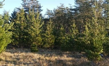 Parcela en Venta en CHALLUPEN