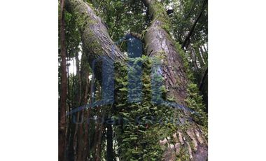 OPORTUNIDAD DE INVERSION - ORILLA DE LAGO HUILLINCO - PRECIOSA - RUSTICA