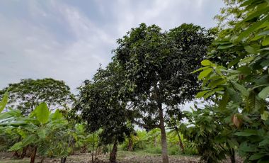 Terreno Urbano para Desarrollo – Vía Chone-Boyacá, Chone