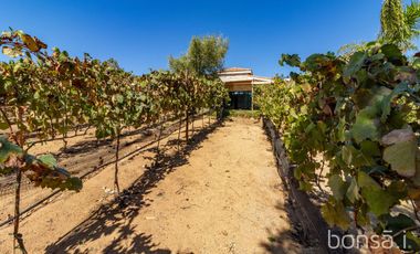 Rancho en VENTA con producción de uva - Valle de Guadalupe