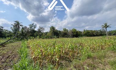 Jual Tanah Pekarangan Sentolo Kulon Progo View Sawah Parit dan Sungai