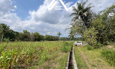 Jual Tanah Pekarangan Sentolo Kulon Progo View Sawah Parit dan Sungai