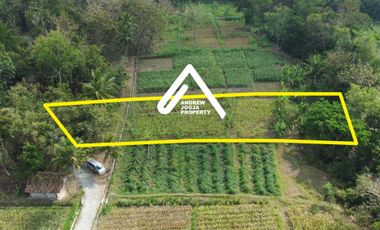 Jual Tanah Pekarangan Sentolo Kulon Progo View Sawah Parit dan Sungai