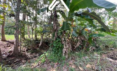 Jual Tanah Pekarangan Sentolo Kulon Progo View Sawah Parit dan Sungai