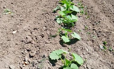 San Blas/Rio Longavi - Parcela - Venta