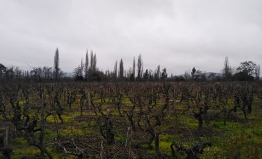 El Turco 2/Villa Alegre - Agricola - Venta