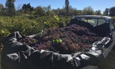 El Turco 2/Villa Alegre - Agricola - Venta