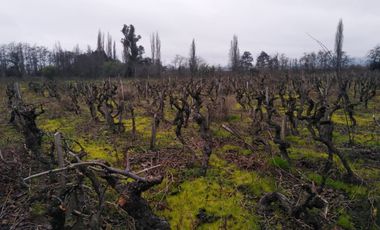 El Turco 2/Villa Alegre - Agricola - Venta