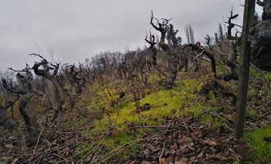 El Turco 2/Villa Alegre - Agricola - Venta