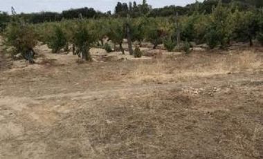 Sector Garza/Cruce Camino a Sauzal - Agricola - Venta