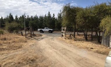 Sector Garza/Cruce Camino a Sauzal - Agricola - Venta