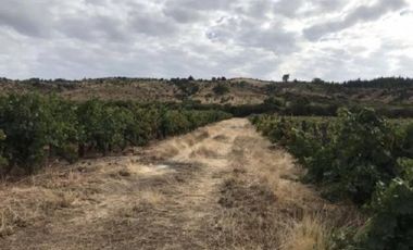 Sector Garza/Cruce Camino a Sauzal - Agricola - Venta