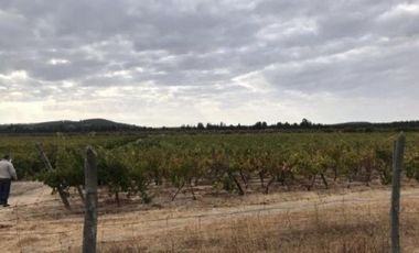 Sector Garza/Cruce Camino a Sauzal - Agricola - Venta