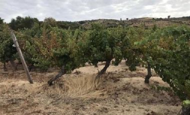 Sector Garza/Cruce Camino a Sauzal - Agricola - Venta