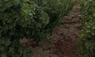 Sector Garza/Cruce Camino a Sauzal - Agricola - Venta