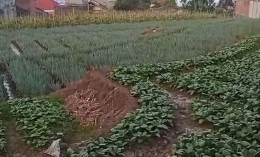 TANAH ORO ORO OMBO KOTA BATU MALANG