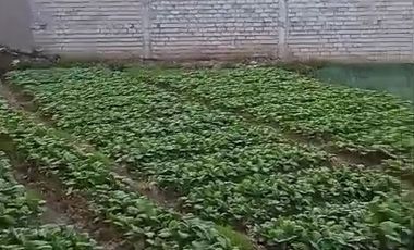 TANAH ORO ORO OMBO KOTA BATU MALANG