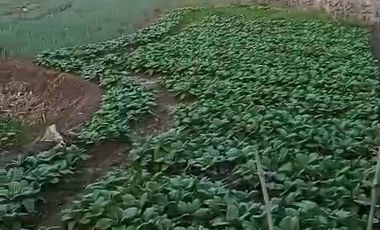 TANAH ORO ORO OMBO KOTA BATU MALANG