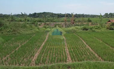 Dijual Tanah di Padasuka, Warunggunung, Lebak - Banten.