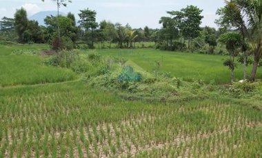 Dijual Tanah di Padasuka, Warunggunung, Lebak - Banten.