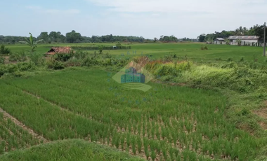 Dijual Tanah di Padasuka, Warunggunung, Lebak - Banten.