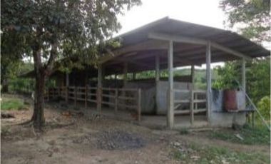 PENONOME,VENDO FINCA 16 HECTAREAS Y MEDIA CERCADA