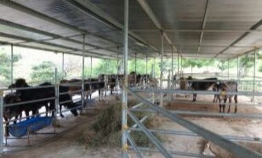 PENONOME,VENDO FINCA 16 HECTAREAS Y MEDIA CERCADA