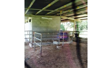 PENONOME,VENDO FINCA 16 HECTAREAS Y MEDIA CERCADA