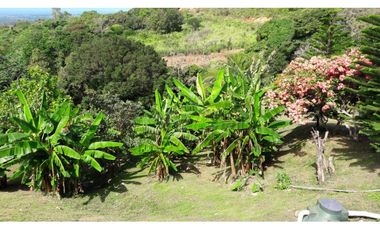 PENONOME,VENDO FINCA 16 HECTAREAS Y MEDIA CERCADA