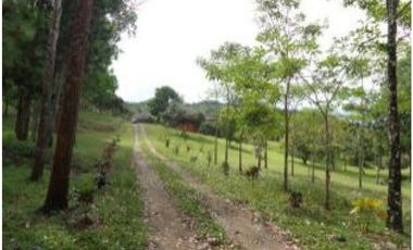 PENONOME,VENDO FINCA 16 HECTAREAS Y MEDIA CERCADA