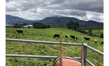 VENDO QUINTA GANADERA A 5 MINUTOS DE CAYAMBE