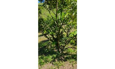 ¡Gran Oportunidad en Villa Dorita, Sector Intag!