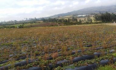 1 A 2  HECTAREAS EN LA PANAMERICANA OTAVALO - CAJAS