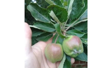 CAMPO DE 2 ¼ has EN SIERRA DE LOS PADRES