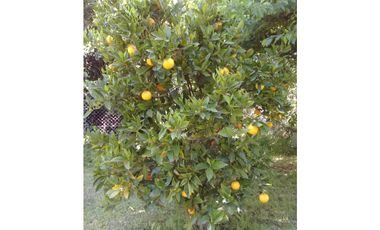 CAMPO DE 2 ¼ has EN SIERRA DE LOS PADRES