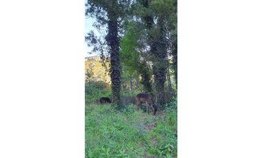 CAMPO DE 2 ¼ has EN SIERRA DE LOS PADRES