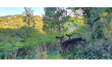 CAMPO DE 2 ¼ has EN SIERRA DE LOS PADRES