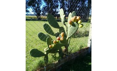 CAMPO DE 2 ¼ has EN SIERRA DE LOS PADRES