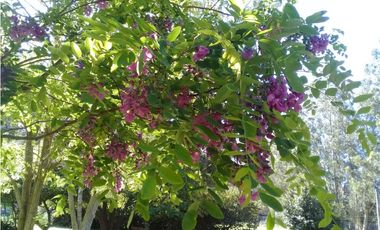 CAMPO DE 2 ¼ has EN SIERRA DE LOS PADRES